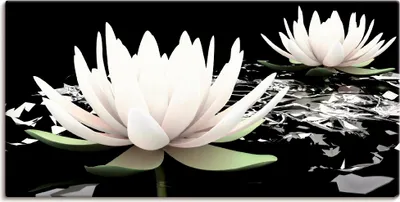 Produktbild von ARTland Leinwandbild Zwei Lotusblumen auf dem Wasser Größe: 60x30 cm
