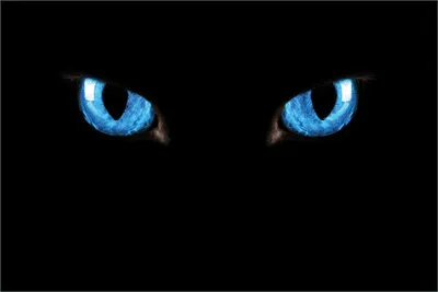 Produktbild von Wallario selbstklebendes Poster - Blaue Katzenaugen bei Nacht, Größe: 61 x 91,50 cm