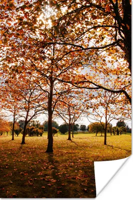 Produktbild von MuchoWow® Poster Herbst - Herbstblätter - Natur 40x60 cm - Plakate für die Wand - Poster Babyzimmer