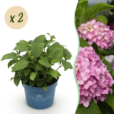 Zdjęcie produktu dla Hortensja Hydrangea Endless Summer The Original Pink, zestaw 2 sztuk