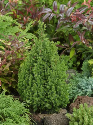 Produktbild von Chamaecyparis thyoides 'Top Point', Scheinzypresse, 20–30 cm