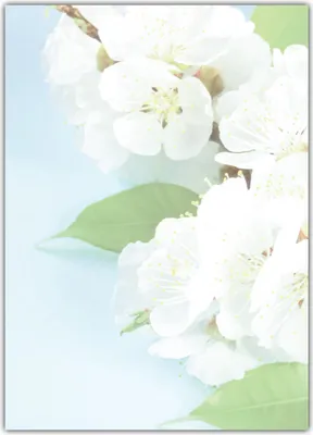 Produktbild von Blumen Motivpapier Briefpapier Aprikosenblüten (MPA-5211, DIN A4, 25 Blatt)