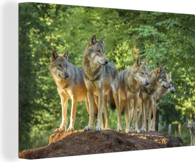 Produktbild von OneMillionCanvasses® - Leinwandbilder - 140x90 cm, Wolf - Braun - Wald, Wandbilder Kunstdruck Wanddekoration