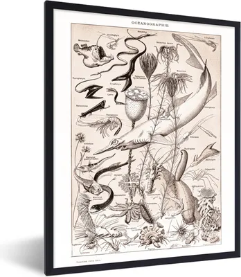 Produktbild von MuchoWow® Gerahmtes Poster Meerestiere - Meer - Schwarz - Weiß 60x80 cm - Poster mit Schwarzem Bilderrahmen Wandposter Rahmen Foto Bilder - Premium - Wanddeko Wohnzimmer