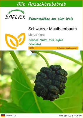 Produktbild von SAFLAX - Schwarzer Maulbeerbaum - 200 Samen - Mit keimfreiem Anzuchtsubstrat - Morus nigra