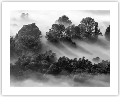 Produktbild von Poster - Poster ohne Rahmen - Schwarzweiß Bäume Nebel - 50x40 cm - Wand Bild - Wanddeko - Wandbilder - Kunstposter - Wandposter - Bilder - Kunstdruck - Wanddekoration - Wandbild - P2XAA50x40-4510