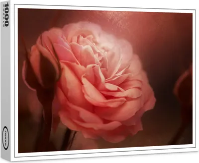 Produktbild von raxxa Premium-Puzzle "Rose", 1000 Teile