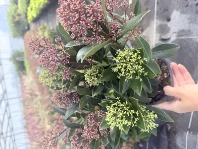 Produktbild von Skimmia japonica ‘Rubella’ 30–50 cm – Immergrün, rote Blütenknospen, Topf