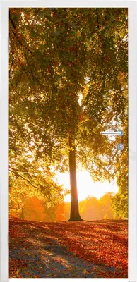 Produktbild von MuchoWow® Türtapete Selbstklebende Türfolie Herbst - Licht - Wald 85x205 cm Türposter Türaufkleber Klebefolie Türklebefolie - Türverzierung - Türen Dekoration - Plakaten