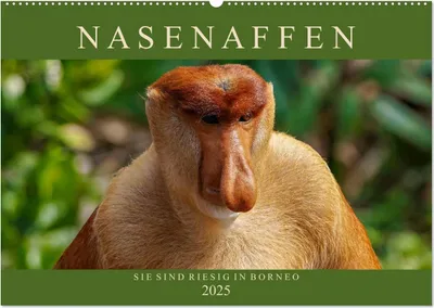 Produktbild von Nasenaffen von Borneo (Wandkalender 2025 DIN A2 quer), CALVENDO Monatskalender