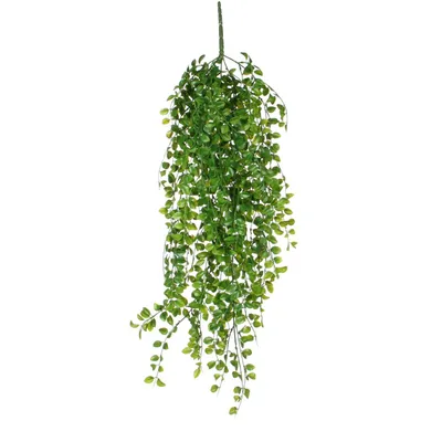 Immagine prodotto di Pianta decorativa Mica Decorations collare 81 cm Ficus