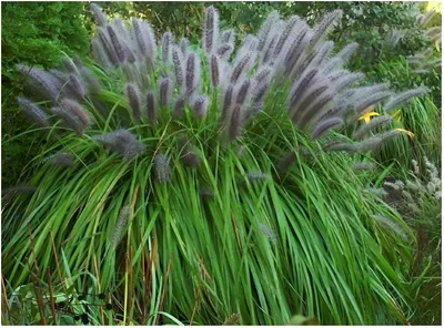 Produktbild von Stauden Gänge 1 x Pennisetum alopecuroides 'Moudry' im 1 Liter Topf - Schwarzes Lampenputzergras - Dunkle Ähren für stilvolle Akzente - Mehrjährig