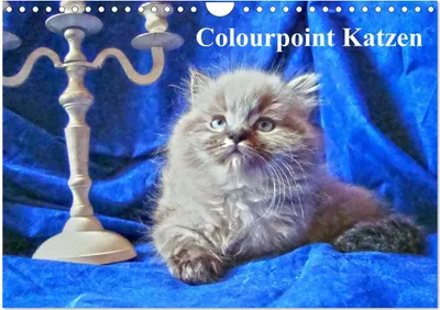 Produktbild von Colourpoint Katzen (Wandkalender 2025 DIN A4 quer), CALVENDO Monatskalender