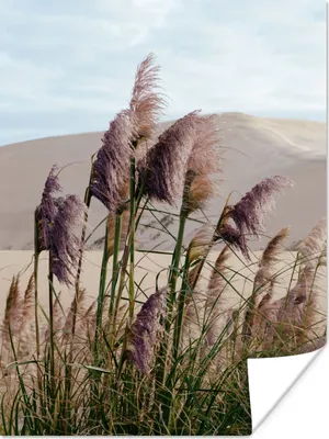 Produktbild von MuchoWow® Poster Pampasgras - Sand - Pflanzen - Düne 120x160 cm - Wandbilder