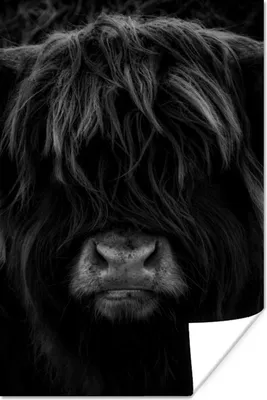 Produktbild von MuchoWow® Poster Schottischer Highlander - Kuh - Schwarz - Weiß - Porträt 120x180 cm - Kunstposter