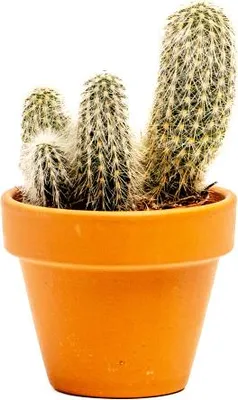 Obrázok produktu pre Gardners Cleistocactus strausii, priemer 6 cm