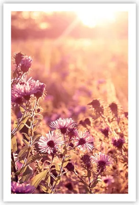 Produktbild von Poster - Poster ohne Rahmen - Wiese Blumen Sonne - 61x91,5 cm - Wand Bild - Wanddeko - Wandbilder - Kunstposter - Wandposter - Bilder - Kunstdruck - Wanddekoration - Wandbild - P2XPA61x91-4819