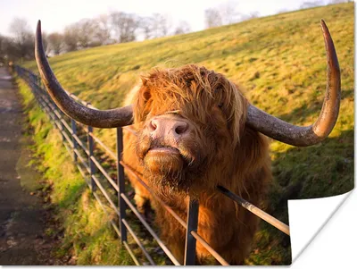 Produktbild von MuchoWow® Poster Scottish Highlander - Zaun - Gras 160x120 cm - Foto Plakat