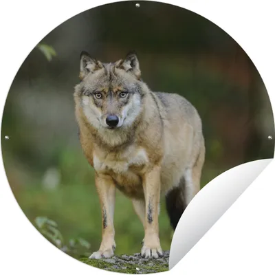 Produktbild von MuchoWow® Gartenposter Outdoor-Poster Rund Wolf - Asien - Pflanzen Ø 60 cm Gartendeko Rundes Poster draußen