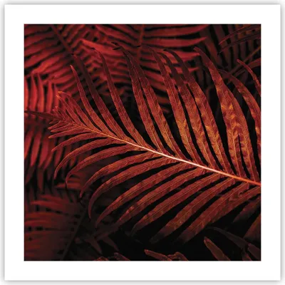 Produktbild von Poster - Poster ohne Rahmen - Rot Blätter Palmen - 50x50 cm - Wand Bild - Wanddeko - Wandbilder - Kunstposter - Wandposter - Bilder - Kunstdruck - Wanddekoration - Wandbild - P2XAC50x50-4816