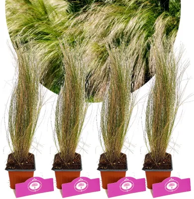 Obrázok produktu pre Sada 4 kusov pernatej trávy - Stipa tenuissima "Ponytails" - výška 30 cm - 9 cm kvetináč
