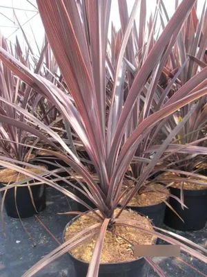 Produktbild von Keulenlilie Red Star - Cordyline australis Red star - 40-60cm