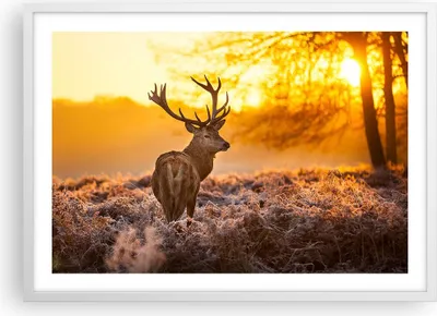 Produktbild von Gerahmtes Poster - Weißer Rahmen - Herbst landschaft natur blatt - 70x50 cm - Wand Bild - Wanddeko - Wandbilder - Wandposter - Bilderrahmen - Bilder - Kunstdruck - Wandbild - P2WAA70x50-2552