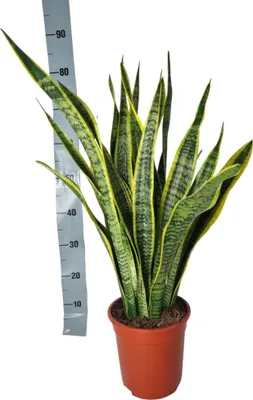 Obrázok produktu pre Sansevieria Laurentii - 90 cm - Veľká oblúkovitá konopná izbová rastlina - Jednoduchá starostlivosť a čistenie vzduchu - Ideálna do obývačky, kancelárie a moderného interiéru - Robustná a odolná