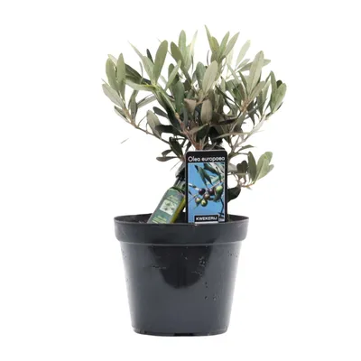 Zdjęcie produktu dla Olea Olive