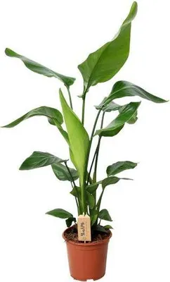 Zdjęcie produktu dla Drzewko - Strelitzia Nicolai, roslina doniczkowa, srednica 19cm, wysokosc 90cm
