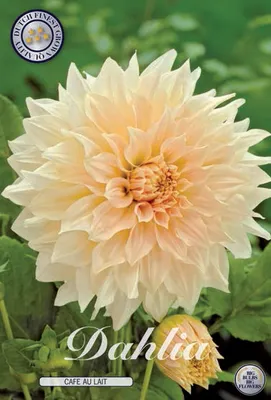 Productafbeelding van Spectaculaire dahlia "Cafe au Lait" met grote bloemen