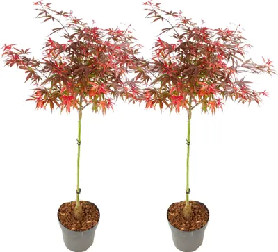 Two potted Japanese maple trees are displayed against a white background.