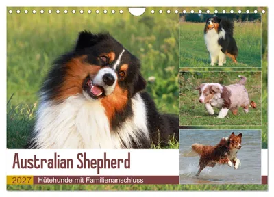 Produktbild von Australian Shepherd - Hütehunde mit Familienanschluss (Wandkalender 2027 DIN A4 quer), CALVENDO Monatskalender