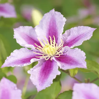 Produktbild von Kletterpflanze - Clematis Piilu - Rosa Blüten - 2 Pflanzen - 11cm - Höhe 40cm