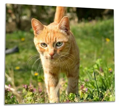 Produktbild von Wallario Herdabdeckplatte aus Glas, Größe 60 x 52 cm 1-teilig, Motiv Neugierige Katze im Gras