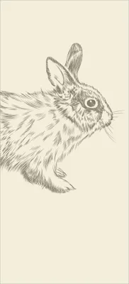 Produktbild von Türtapete Türposter Hase als illustrierte Bleistiftzeichnung - Größe: 93 x 205 cm