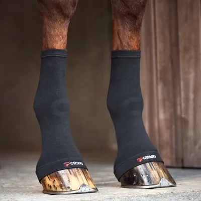 Close-up of a horse's lower legs wearing black compression socks.