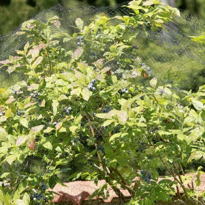 Produktbild von Windhager Vogelschutznetz Ortonet 10 x 2 m