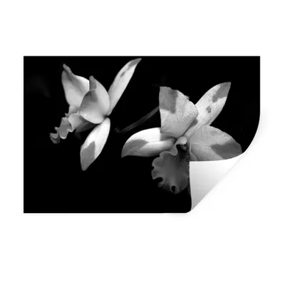 Produktbild von MuchoWow® Wandtattoo Wandsticker Wandaufkleber Zwei Orchideenblüten - schwarz und weiß 90x60 cm Selbstklebend und Repositionierbar - Aufkleber