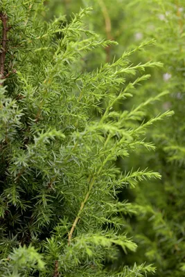 Produktbild von Juniperus communis, Wacholder, 60–80 cm