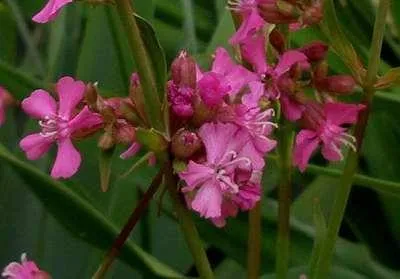 Image de 6 x Lychnis visc. 'Splendens' - Lichtnelke - Topf 9 x 9 cm
