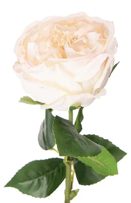 Immagine prodotto di Fiore artificiale Clayre & Eef Rosa 43 cm Plastica bianca