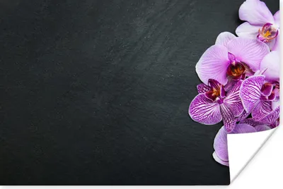 Produktbild von MuchoWow® Poster Orchidee - Blumen - Rosa - Flora 180x120 cm - Fotoplakat