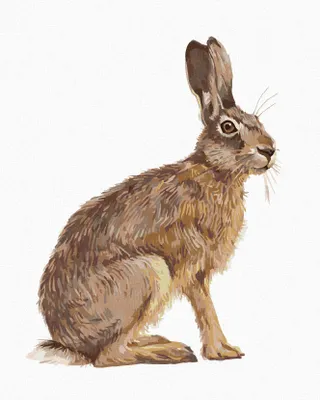Produktbild von Zuty - Malen nach Zahlen - SITZENDER HASE, 40x50 cm, ohne Keilrahmen