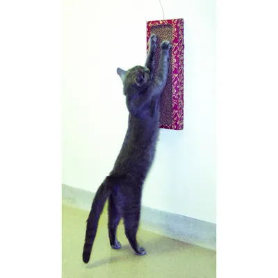Produktbild von Cat Dancer Products CATD0705D Katzenspielzeug Wall Scratcher