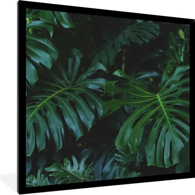 Produktbild von MuchoWow® Gerahmtes Poster Pflanzen - Dschungel - Blätter 40x40 cm - Poster mit Schwarzem Bilderrahmen Wandposter Rahmen Foto Bilder - Mit Rahmen - Wanddekoration Schlafzimmer