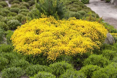 Produktbild von Cytisus beanii, Ginster, gelb, 30–40 cm
