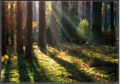 Produktbild von Wallario Wandbild Sonnenstrahlen im Herbstwald, Größe: 70,30 x 100,30 cm, Poster mit schwarzem Aluminiumrahmen