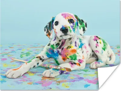 Produktbild von MuchoWow® Poster Hund - Farbe - Blau 120x90 cm - Wandbild