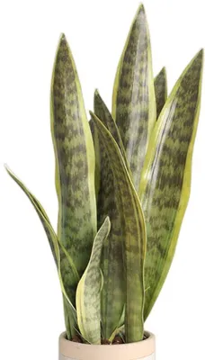 Zdjęcie produktu dla Sztuczna roślina sansewieria, 41,9 cm, zielona, zestaw 3 sztuk, dekoracja